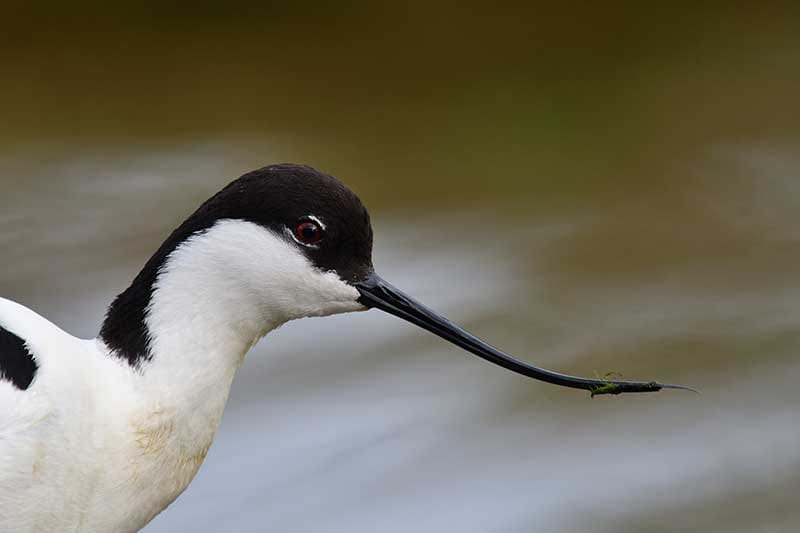 Pied Avocet