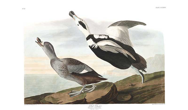 Audubon Pied Duck