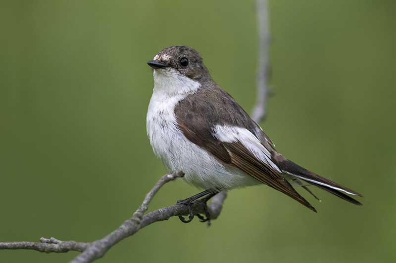 Pied Flycatcher