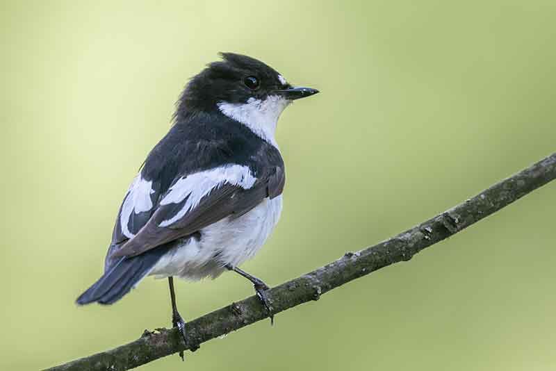 Pied Flycatcher