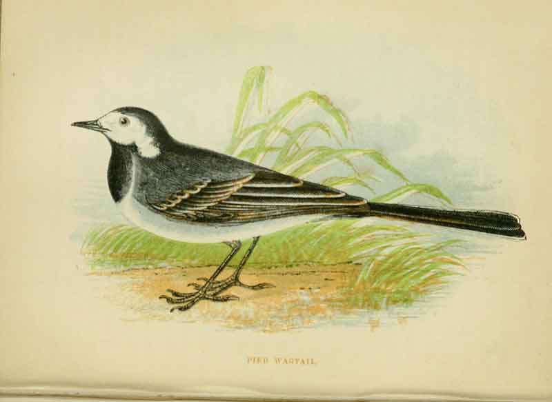 Pied Wagtail