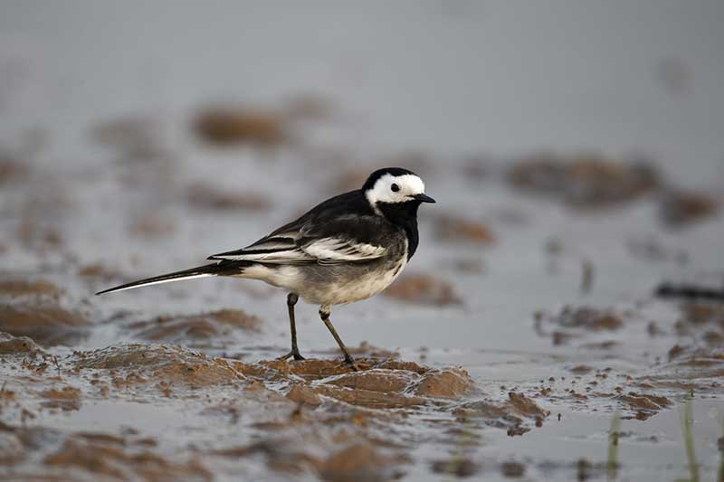 Pied Wagtail
