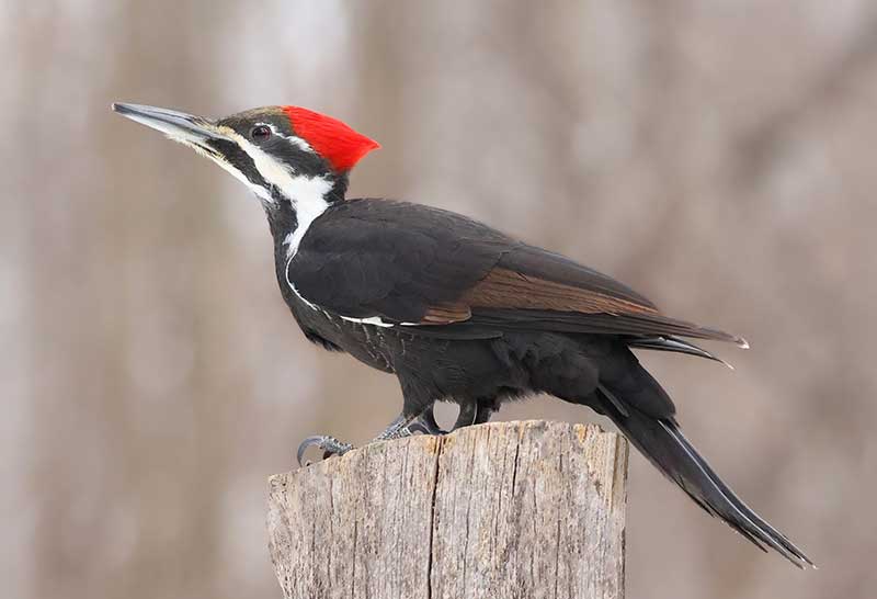 Pileated Woodpecker