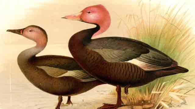 Pink Headed Duck