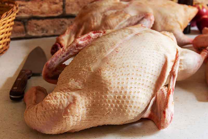 Plucked Goose