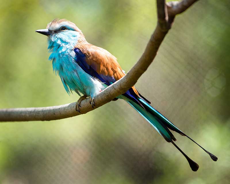 Racket-Tailed Roller