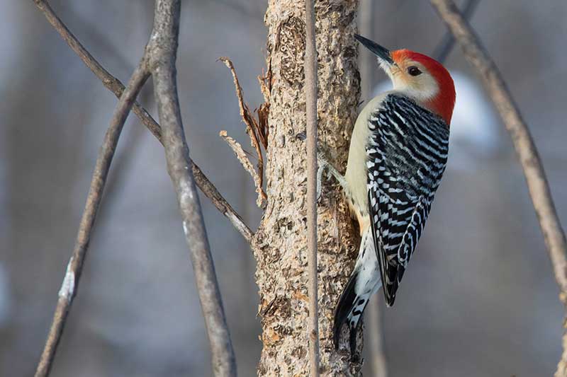 Red-Bellied Woodpecker