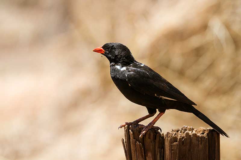 Red-Billed Buffalo Weaver