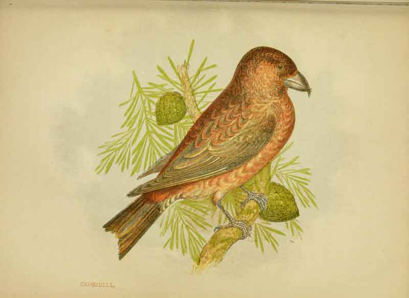 Red Crossbill