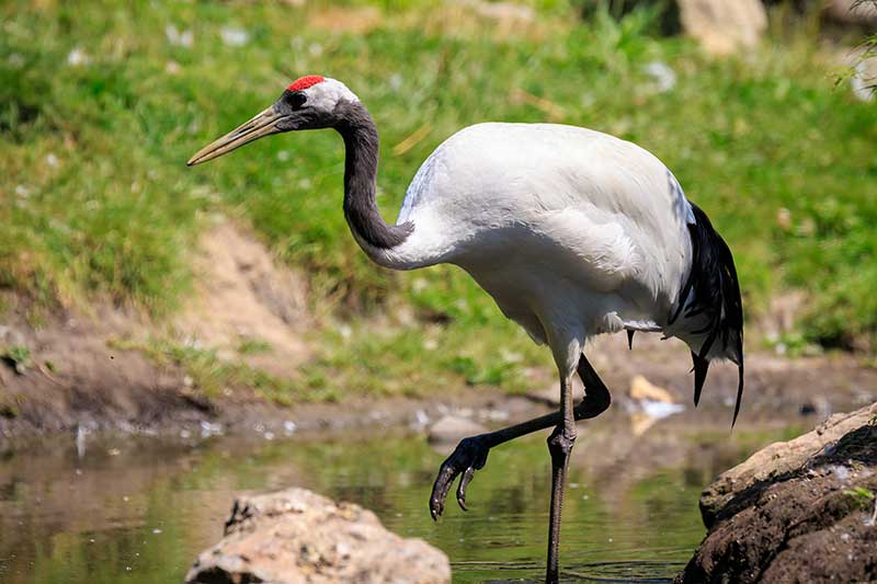 Red-Crowned Crane