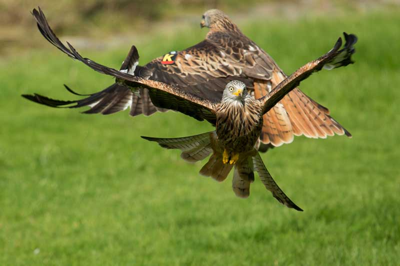 Red Kites