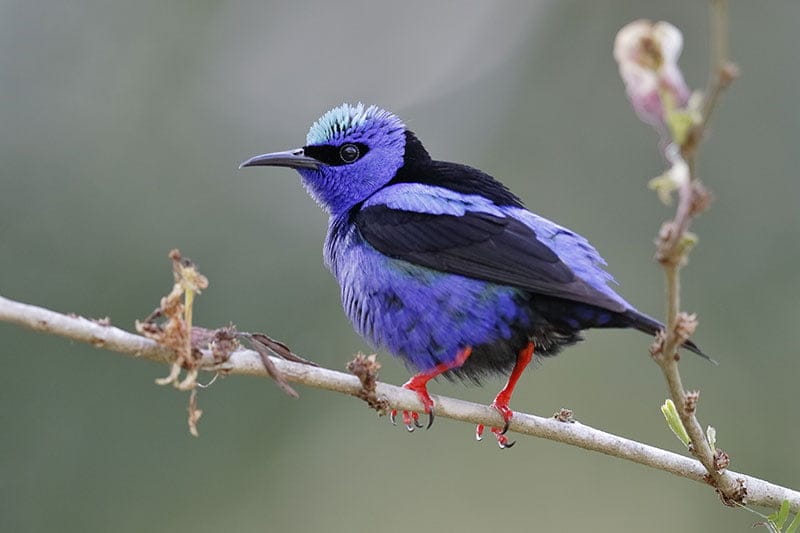 Red-legged honeycreeper