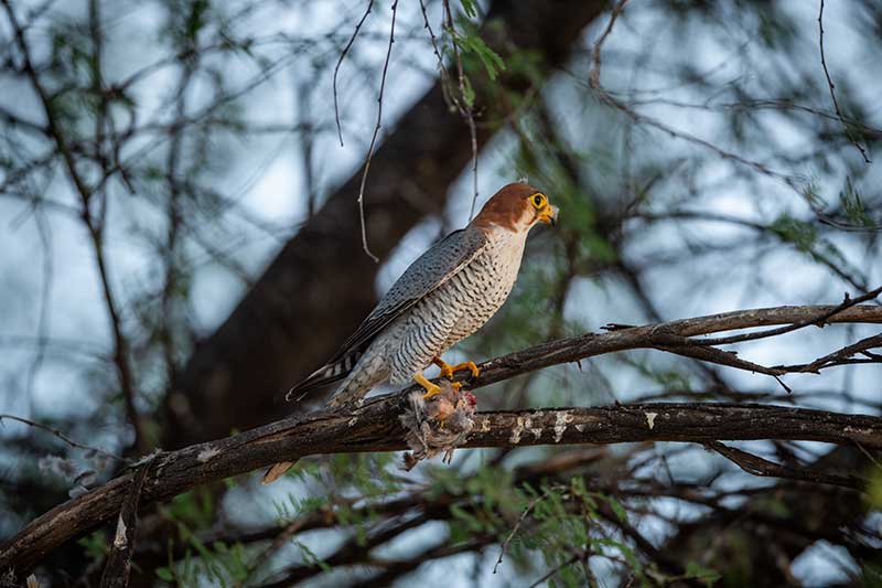 Red-Necked Falcon