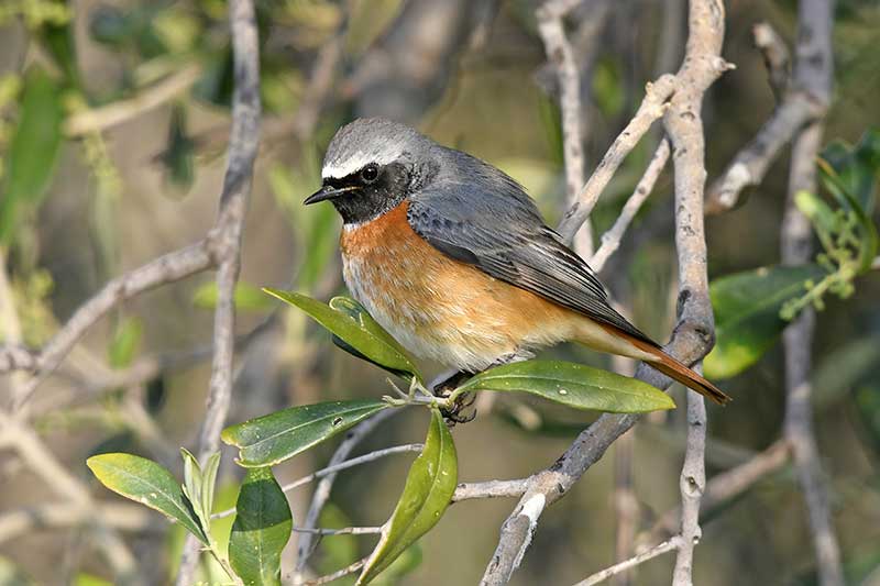 Redstart