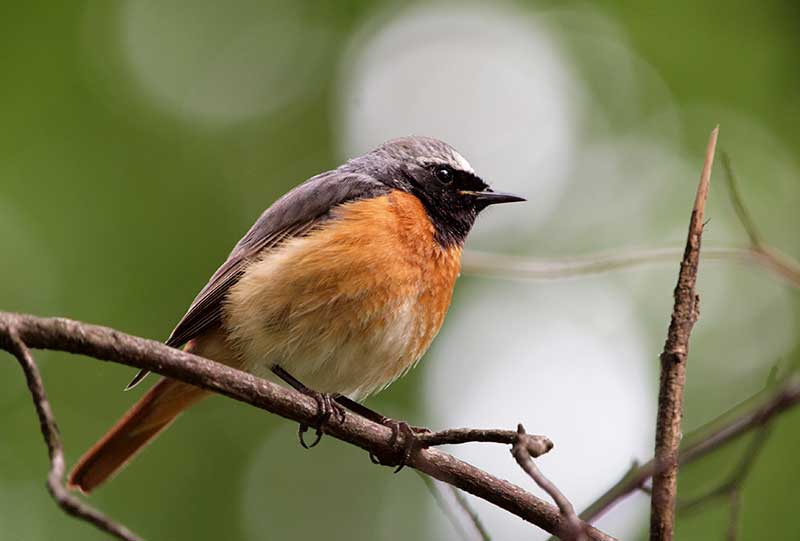 Redstart