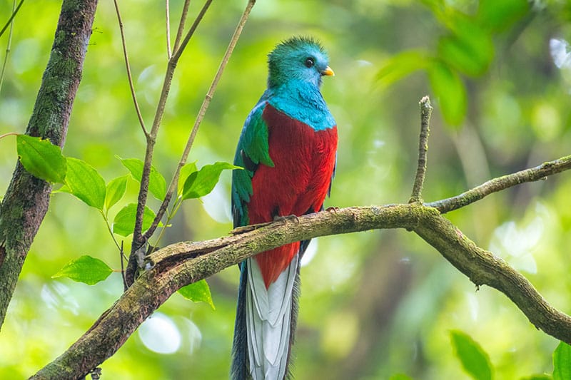 Resplendent Quetzal