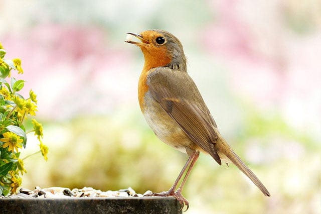 Robin