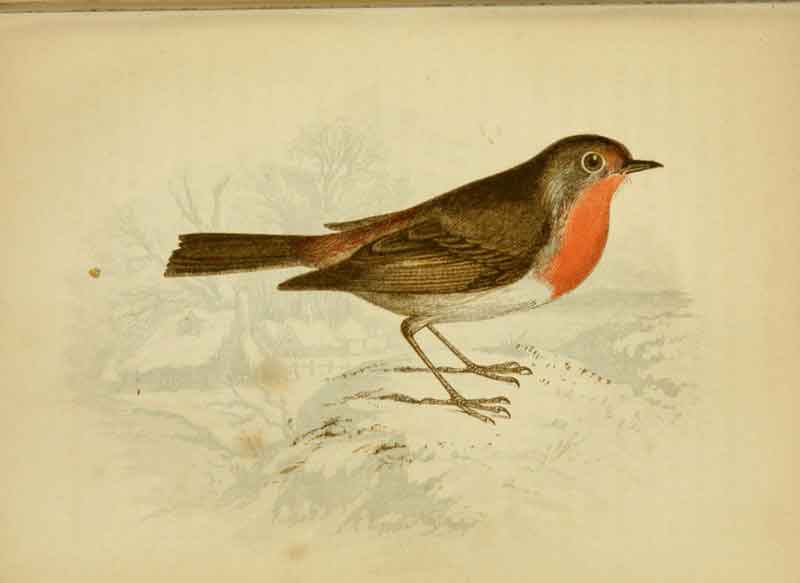 Robin