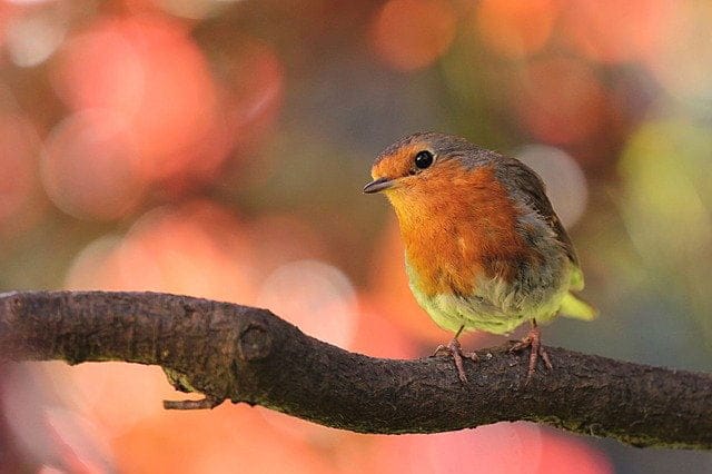 Robin On A Branch