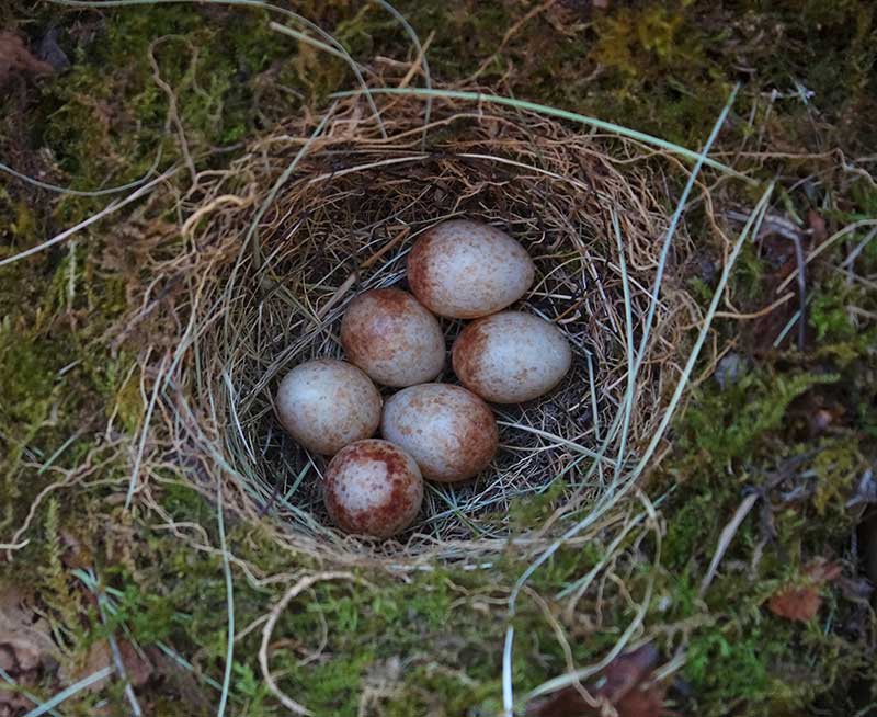 Robin Eggs