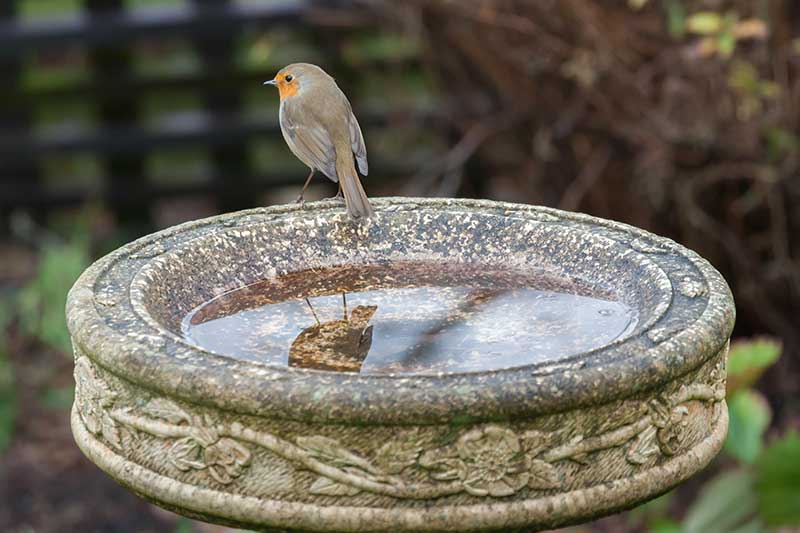 Robin On A Stone Bird Bath