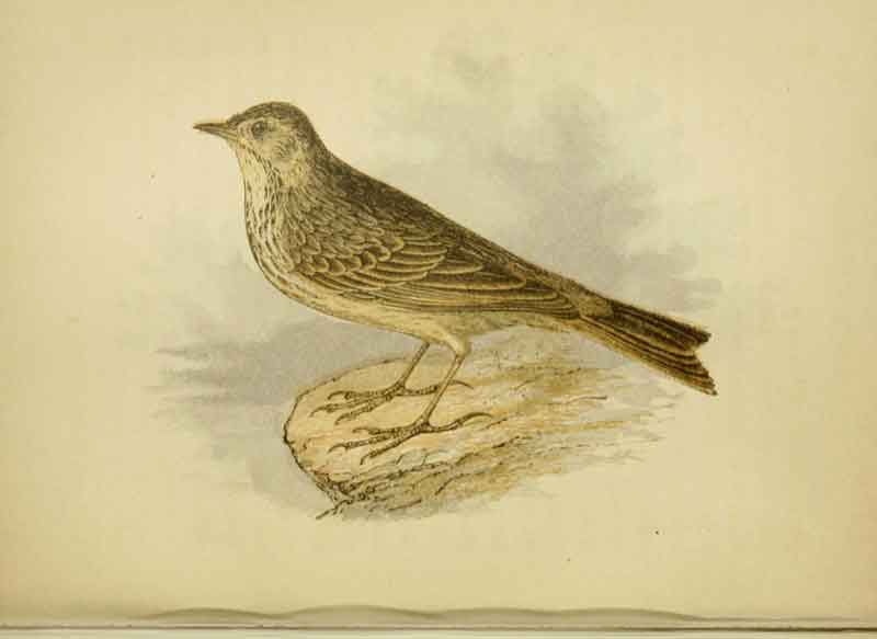 Rock Pipit