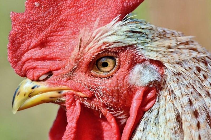 Rooster
