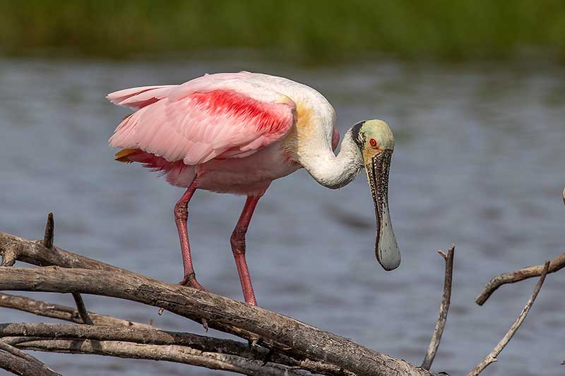 Roseate Spoonbill