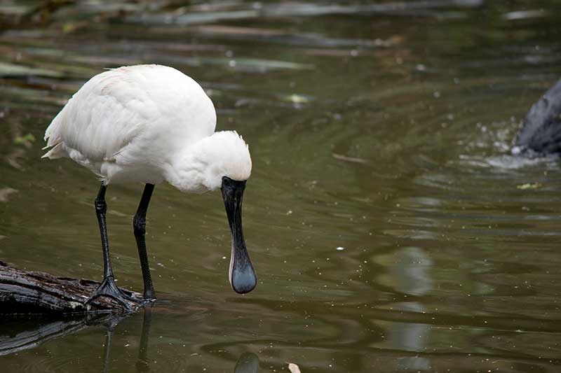 Royal Spoonbill