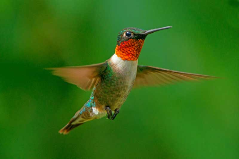 Ruby-Throated Hummingbird
