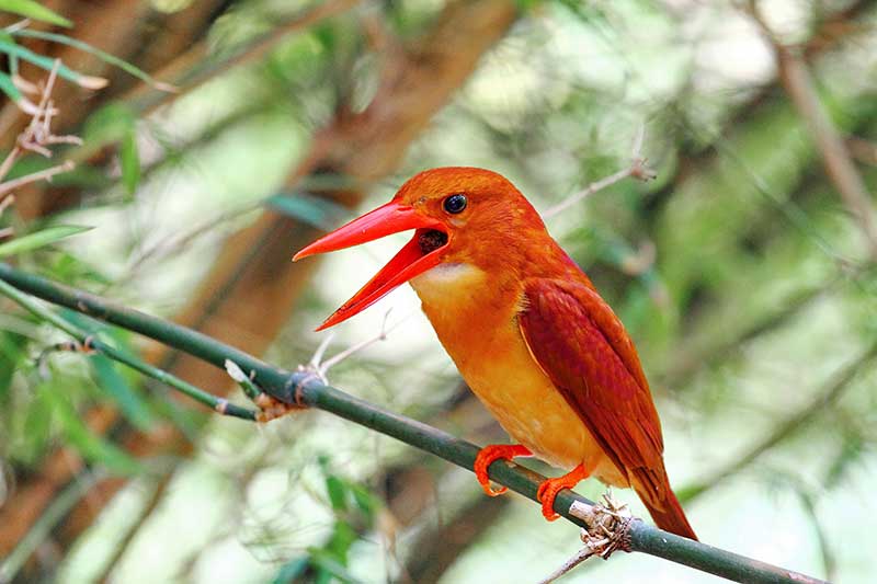 Ruddy Kingfisher