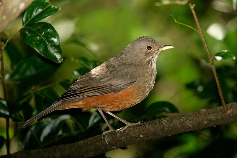 Rufous-Bellied Thrush