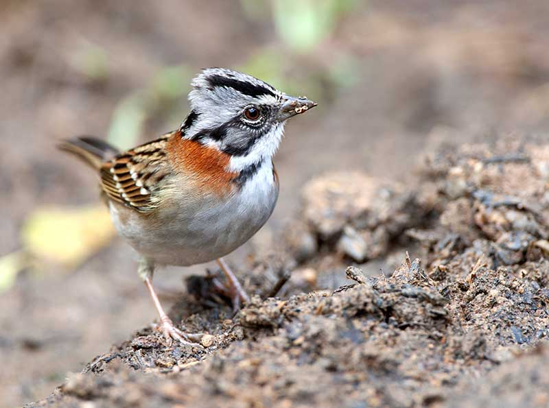 Rufous-Collared Sparrow