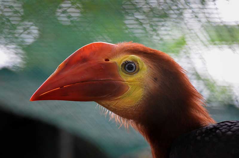 Rufous-headed hornbill