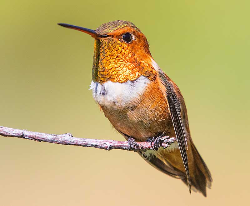 Rufous Hummingbird
