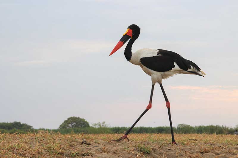 Saddle-Billed Stork