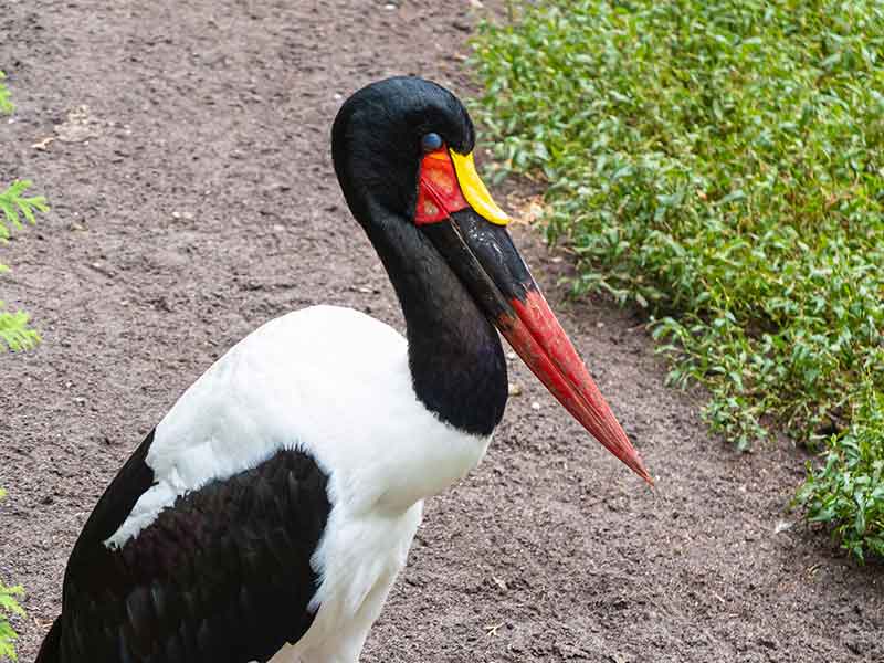 Saddle-Billed Stork