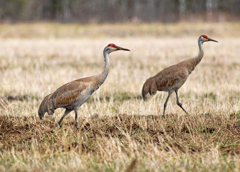 Sandhill Cranes