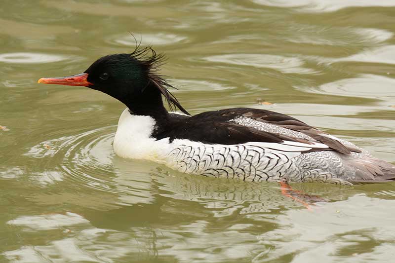 Scaly-Sided Merganser
