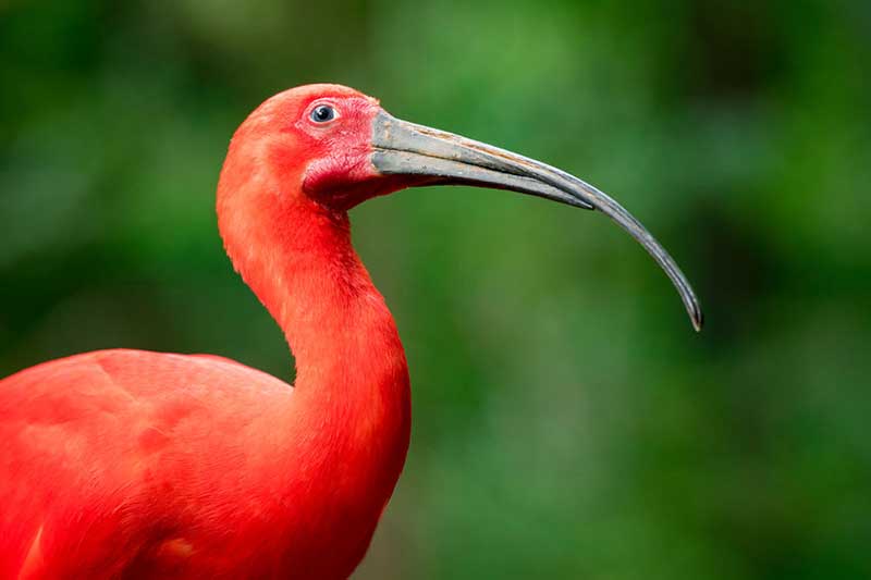 Scarlet Ibis