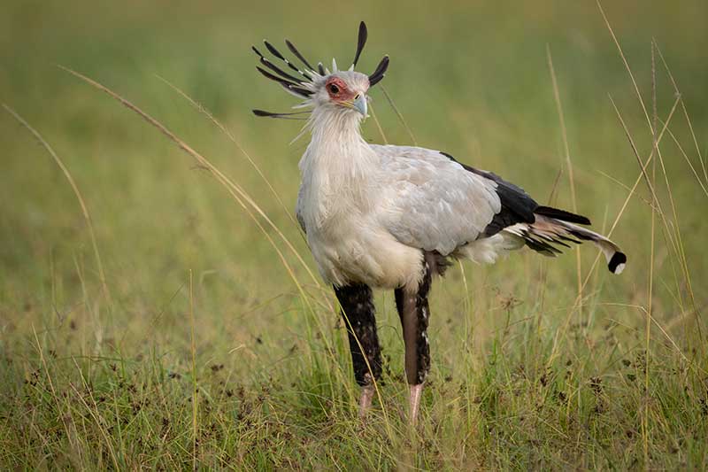 Secretarybird