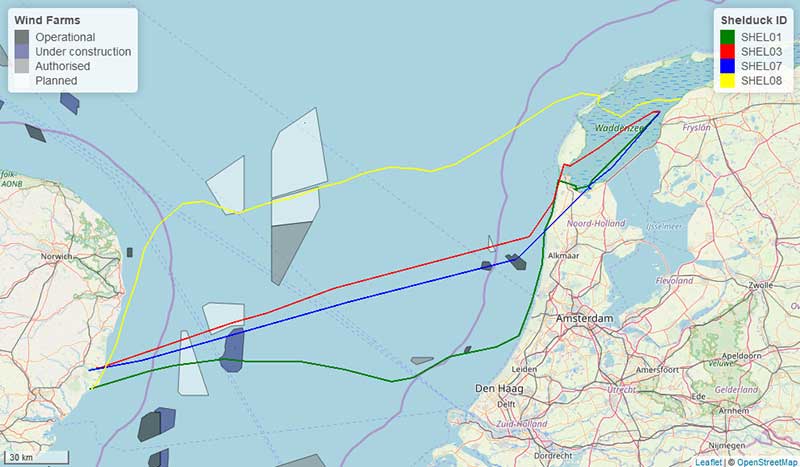 Shelduck Migration Route