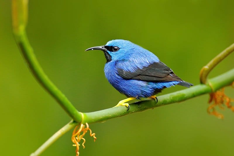 Shining Honeycreeper