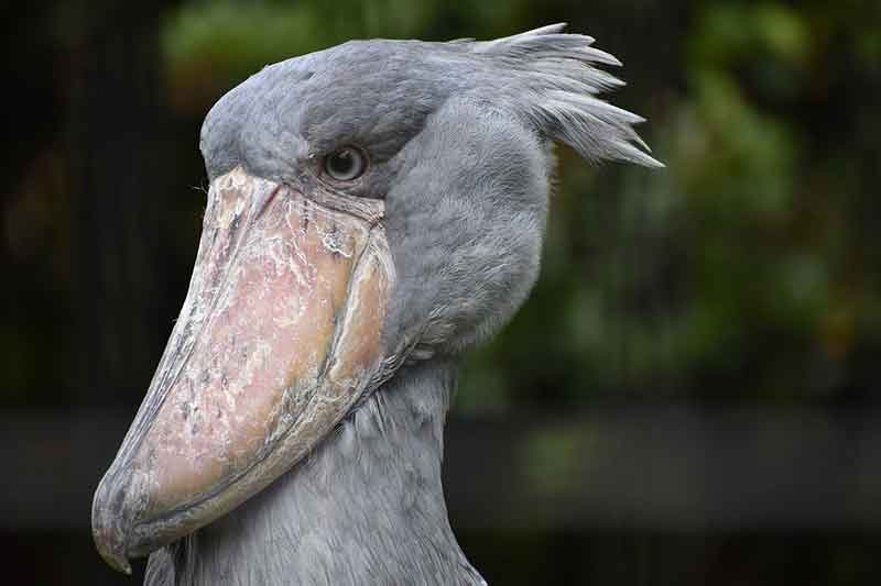 Shoebill