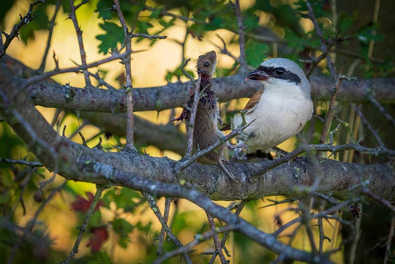 Shrike Larder