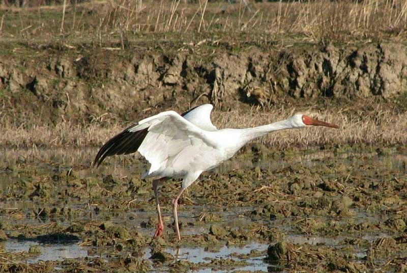 Siberian Crane