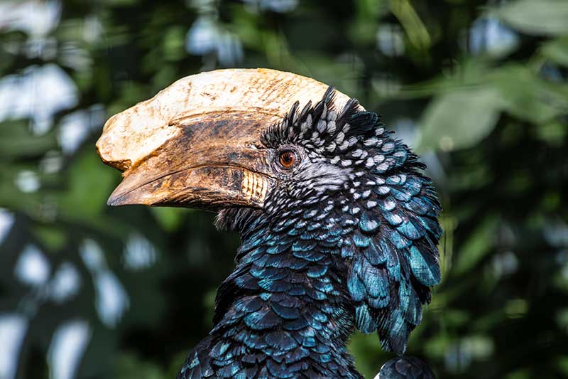Silvery Cheeked Hornbill