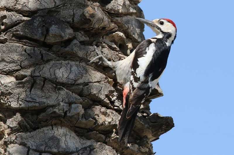 Sind Pied Woodpecker