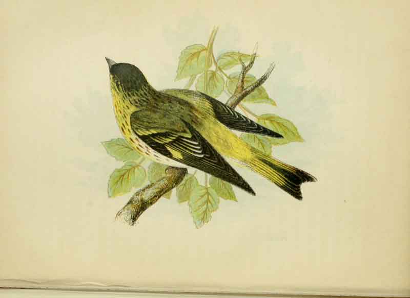 Siskin