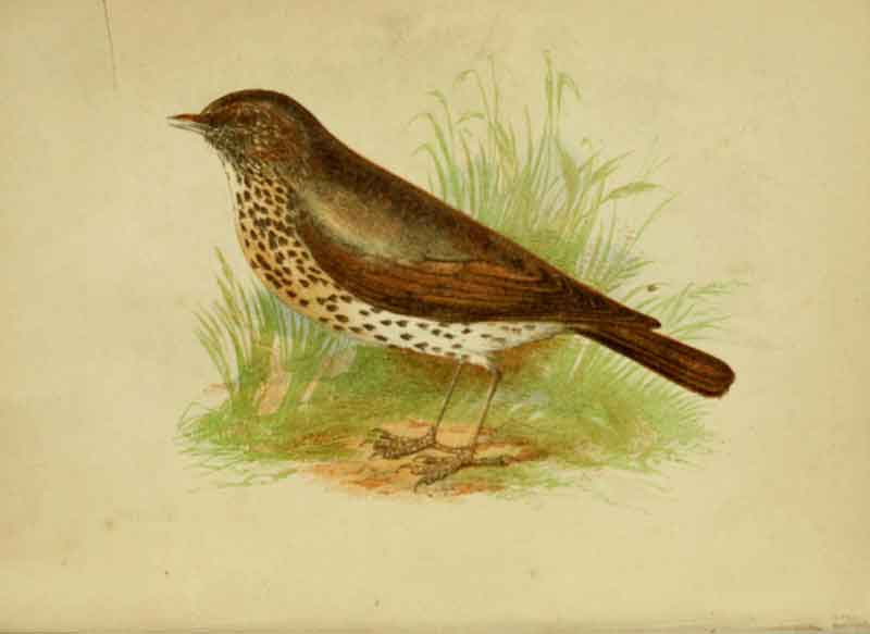 Song Thrush